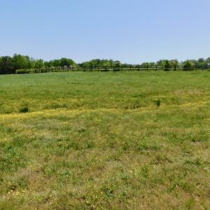 Photo of UNDER CONTRACT!  84.45 Acres of Residential and Pasture Land For Sale in Edgecombe County NC!