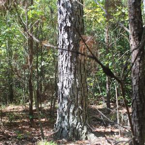 Photo of UNDER CONTRACT!  67 Acres of Recreational and Farm Land For Sale in Sussex County VA!