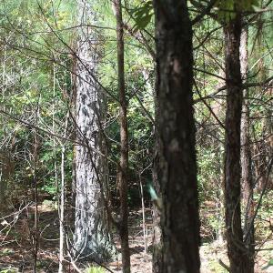 Photo of UNDER CONTRACT!  67 Acres of Recreational and Farm Land For Sale in Sussex County VA!