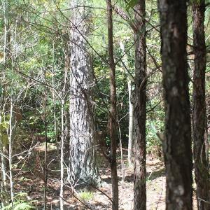 Photo of UNDER CONTRACT!  67 Acres of Recreational and Farm Land For Sale in Sussex County VA!