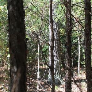 Photo of UNDER CONTRACT!  67 Acres of Recreational and Farm Land For Sale in Sussex County VA!