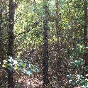 Photo of UNDER CONTRACT!  67 Acres of Recreational and Farm Land For Sale in Sussex County VA!