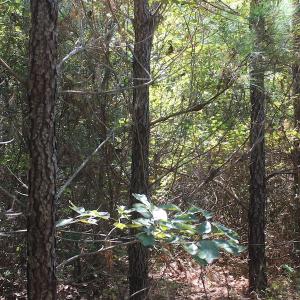 Photo of UNDER CONTRACT!  67 Acres of Recreational and Farm Land For Sale in Sussex County VA!