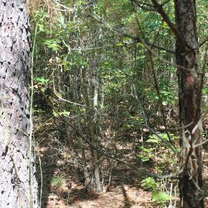 Photo of UNDER CONTRACT!  67 Acres of Recreational and Farm Land For Sale in Sussex County VA!