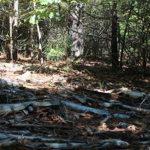 Photo of UNDER CONTRACT!  67 Acres of Recreational and Farm Land For Sale in Sussex County VA!