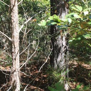 Photo of UNDER CONTRACT!  67 Acres of Recreational and Farm Land For Sale in Sussex County VA!