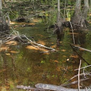 Photo of UNDER CONTRACT!  67 Acres of Recreational and Farm Land For Sale in Sussex County VA!