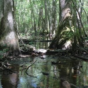 Photo of UNDER CONTRACT!  67 Acres of Recreational and Farm Land For Sale in Sussex County VA!