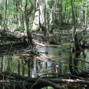 Photo of UNDER CONTRACT!  67 Acres of Recreational and Farm Land For Sale in Sussex County VA!