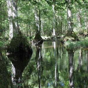Photo of UNDER CONTRACT!  67 Acres of Recreational and Farm Land For Sale in Sussex County VA!