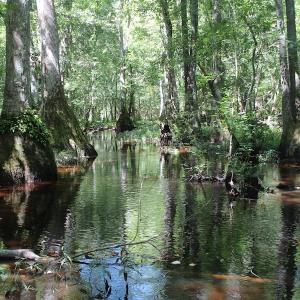 Photo of UNDER CONTRACT!  67 Acres of Recreational and Farm Land For Sale in Sussex County VA!