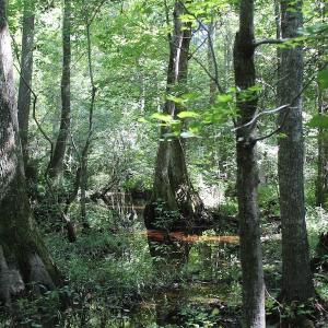 Photo of UNDER CONTRACT!  67 Acres of Recreational and Farm Land For Sale in Sussex County VA!
