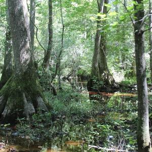 Photo of UNDER CONTRACT!  67 Acres of Recreational and Farm Land For Sale in Sussex County VA!