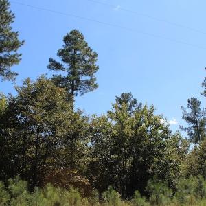Photo of UNDER CONTRACT!  67 Acres of Recreational and Farm Land For Sale in Sussex County VA!