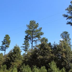 Photo of UNDER CONTRACT!  67 Acres of Recreational and Farm Land For Sale in Sussex County VA!