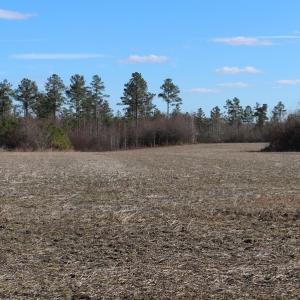 Photo of UNDER CONTRACT!  67 Acres of Recreational and Farm Land For Sale in Sussex County VA!