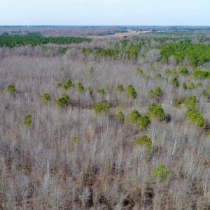 Photo of UNDER CONTRACT!  167 Acres of Hunting Land For Sale in Halifax County NC!