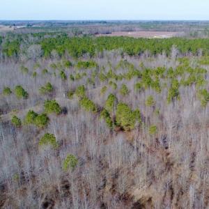 Photo of UNDER CONTRACT!  167 Acres of Hunting Land For Sale in Halifax County NC!