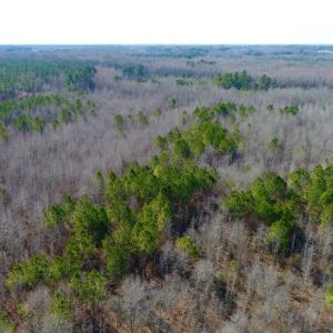 Photo of UNDER CONTRACT!  167 Acres of Hunting Land For Sale in Halifax County NC!