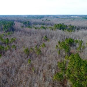 Photo of UNDER CONTRACT!  167 Acres of Hunting Land For Sale in Halifax County NC!