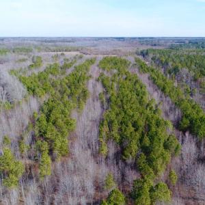 Photo of UNDER CONTRACT!  167 Acres of Hunting Land For Sale in Halifax County NC!