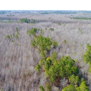 Photo of UNDER CONTRACT!  167 Acres of Hunting Land For Sale in Halifax County NC!
