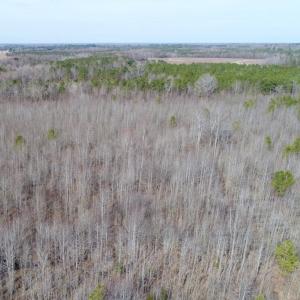 Photo of UNDER CONTRACT!  167 Acres of Hunting Land For Sale in Halifax County NC!