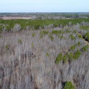 Photo of UNDER CONTRACT!  167 Acres of Hunting Land For Sale in Halifax County NC!