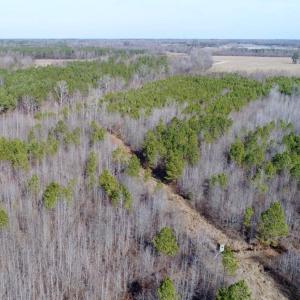 Photo of UNDER CONTRACT!  167 Acres of Hunting Land For Sale in Halifax County NC!