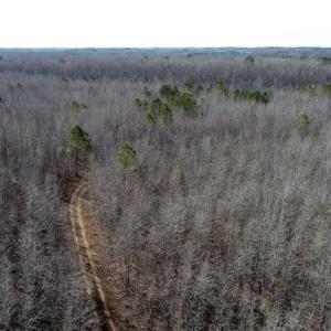 Photo of UNDER CONTRACT!  167 Acres of Hunting Land For Sale in Halifax County NC!