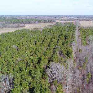 Photo of UNDER CONTRACT!  167 Acres of Hunting Land For Sale in Halifax County NC!