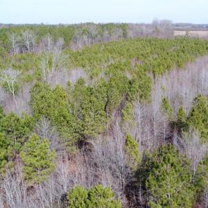 Photo of UNDER CONTRACT!  167 Acres of Hunting Land For Sale in Halifax County NC!
