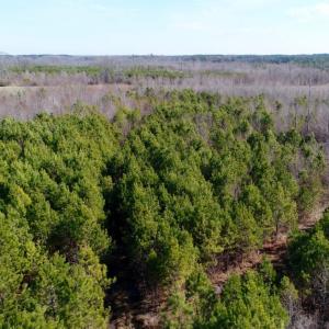 Photo of UNDER CONTRACT!  167 Acres of Hunting Land For Sale in Halifax County NC!