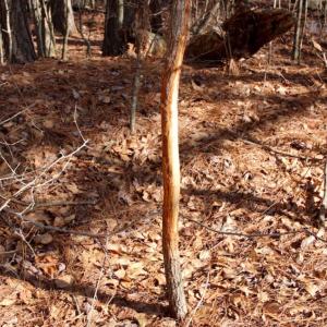 Photo of UNDER CONTRACT!  167 Acres of Hunting Land For Sale in Halifax County NC!