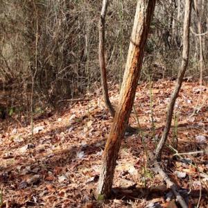 Photo of UNDER CONTRACT!  167 Acres of Hunting Land For Sale in Halifax County NC!