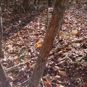 Photo of UNDER CONTRACT!  167 Acres of Hunting Land For Sale in Halifax County NC!