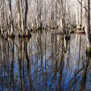 Photo of UNDER CONTRACT!  167 Acres of Hunting Land For Sale in Halifax County NC!