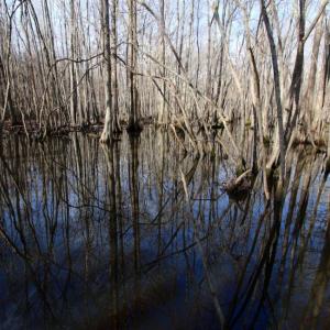 Photo of UNDER CONTRACT!  167 Acres of Hunting Land For Sale in Halifax County NC!