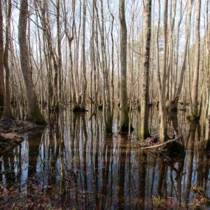 Photo of UNDER CONTRACT!  167 Acres of Hunting Land For Sale in Halifax County NC!