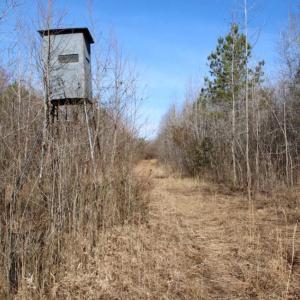 Photo of UNDER CONTRACT!  167 Acres of Hunting Land For Sale in Halifax County NC!