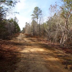 Photo of UNDER CONTRACT!  167 Acres of Hunting Land For Sale in Halifax County NC!
