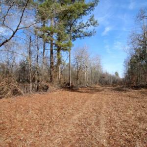 Photo of UNDER CONTRACT!  167 Acres of Hunting Land For Sale in Halifax County NC!