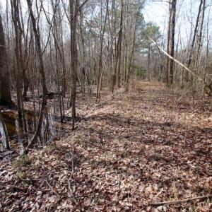 Photo of UNDER CONTRACT!  167 Acres of Hunting Land For Sale in Halifax County NC!