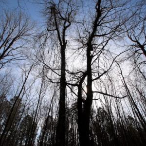 Photo of UNDER CONTRACT!  167 Acres of Hunting Land For Sale in Halifax County NC!