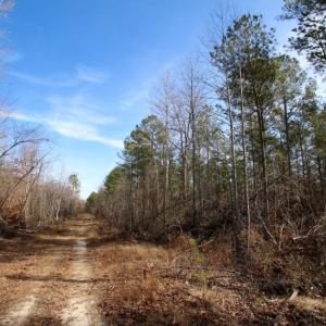 Photo of UNDER CONTRACT!  167 Acres of Hunting Land For Sale in Halifax County NC!