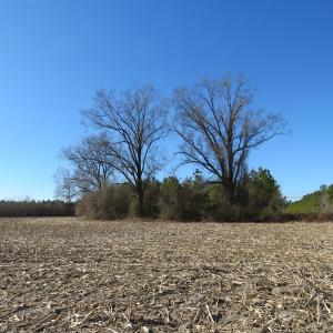 Photo of UNDER CONTRACT!  70 Acres of Farm and Timber Land For Sale in Hoke County NC!