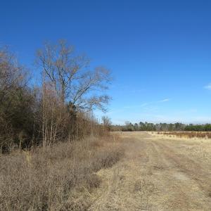 Photo of UNDER CONTRACT!  70 Acres of Farm and Timber Land For Sale in Hoke County NC!