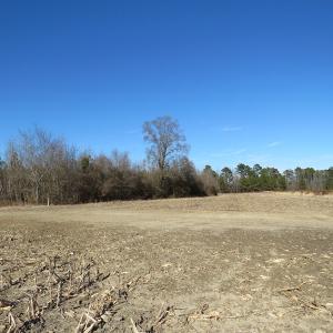 Photo of UNDER CONTRACT!  70 Acres of Farm and Timber Land For Sale in Hoke County NC!