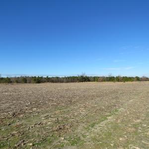 Photo of UNDER CONTRACT!  70 Acres of Farm and Timber Land For Sale in Hoke County NC!