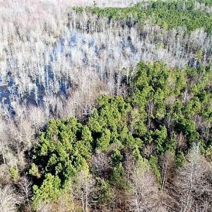 Photo of UNDER CONTRACT!  45 Acres of Hunting and Recreational Land For Sale In Wilson County NC!